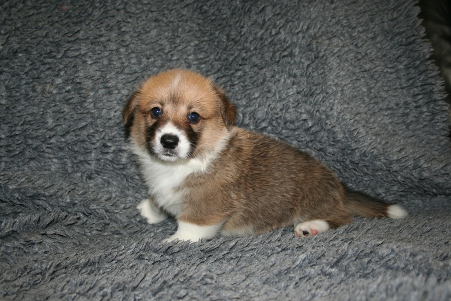 Puppies